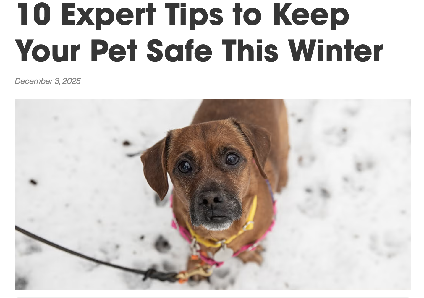 Winter Pet Safety Tips