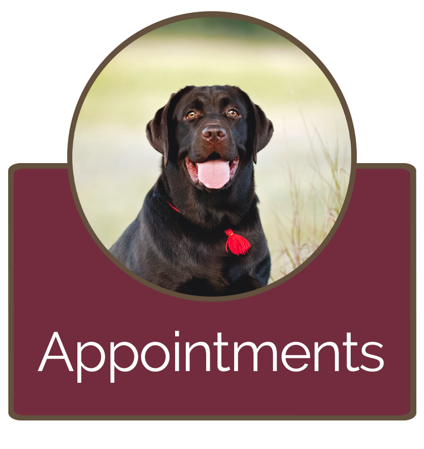 Schedule an Appointment