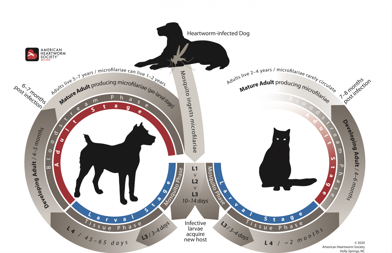 Heartworm Life Cycle