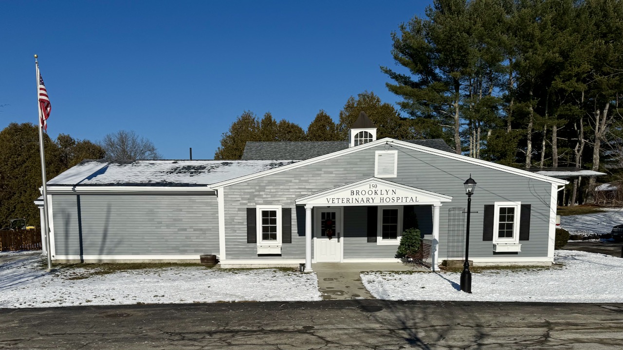BROOKLYN VETERINARY HOSPITAL CELEBRATES CHRISTMAS